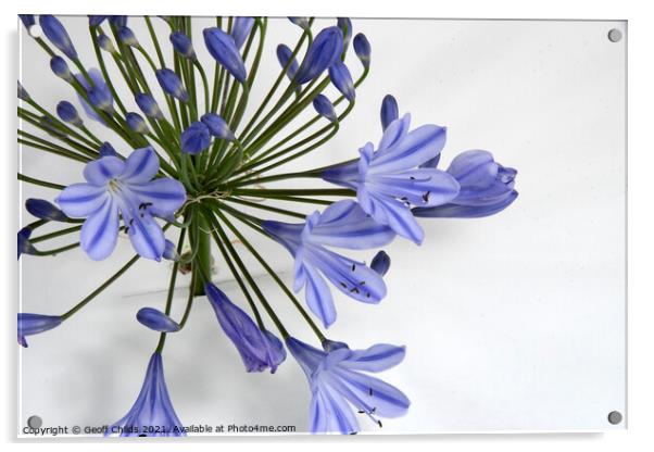  Pretty blue Agapanthus flower closeup. Acrylic by Geoff Childs