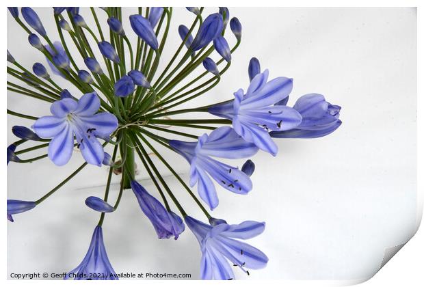  Pretty blue Agapanthus flower closeup. Print by Geoff Childs