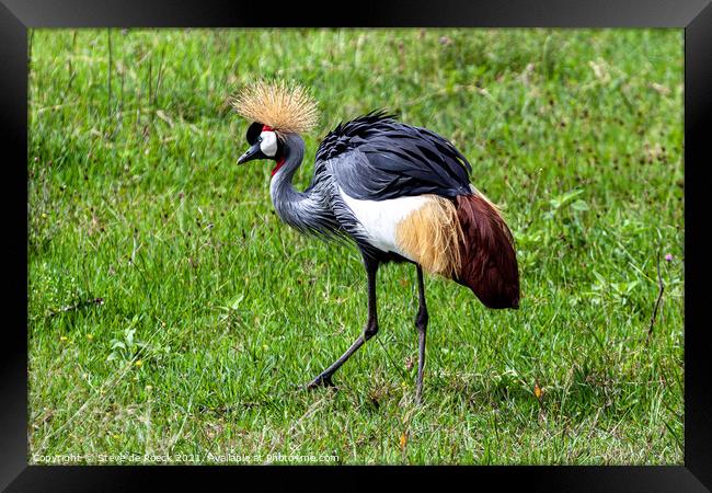 African Crowned Crane  Framed Print by Steve de Roeck