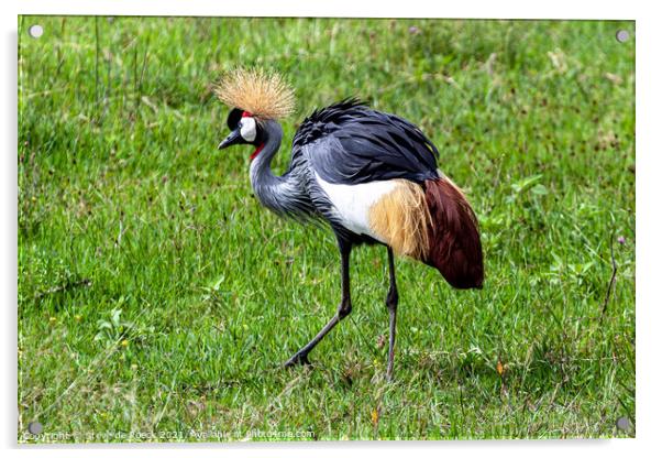African Crowned Crane  Acrylic by Steve de Roeck