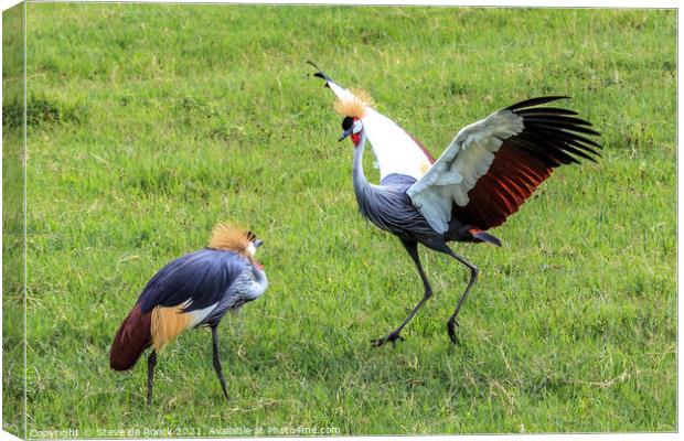 Grey Crowned Cranes Greeting Each Other Canvas Print by Steve de Roeck