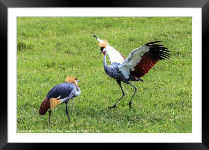 Grey Crowned Cranes Greeting Each Other Framed Mounted Print by Steve de Roeck