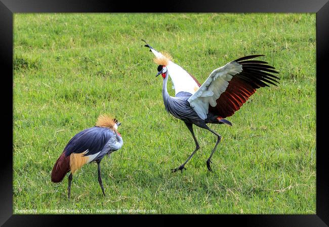 Grey Crowned Cranes Greeting Each Other Framed Print by Steve de Roeck