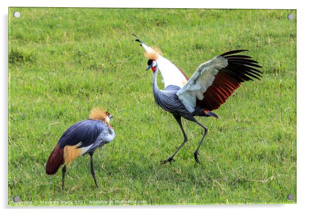 Grey Crowned Cranes Greeting Each Other Acrylic by Steve de Roeck