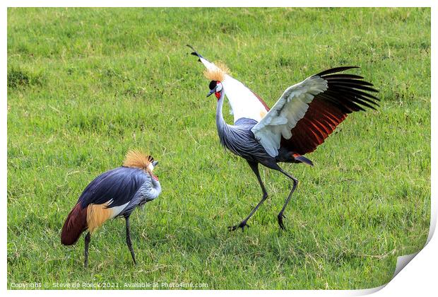 Grey Crowned Cranes Greeting Each Other Print by Steve de Roeck