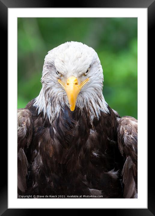 Bald Eagle Framed Mounted Print by Steve de Roeck