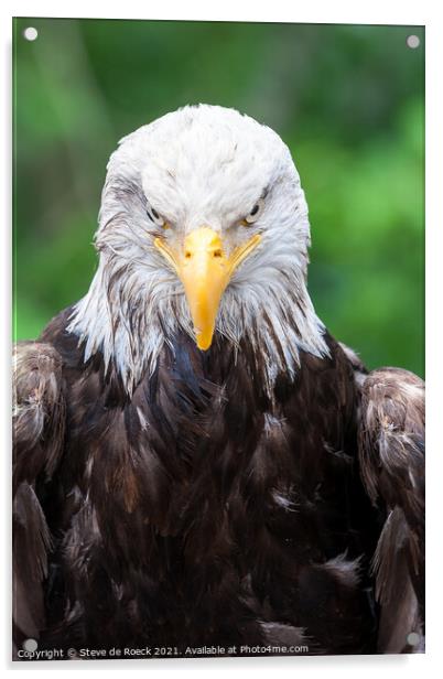 Bald Eagle Acrylic by Steve de Roeck