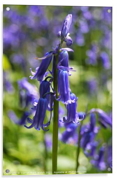 Bluebell Acrylic by Darren Mark Walsh