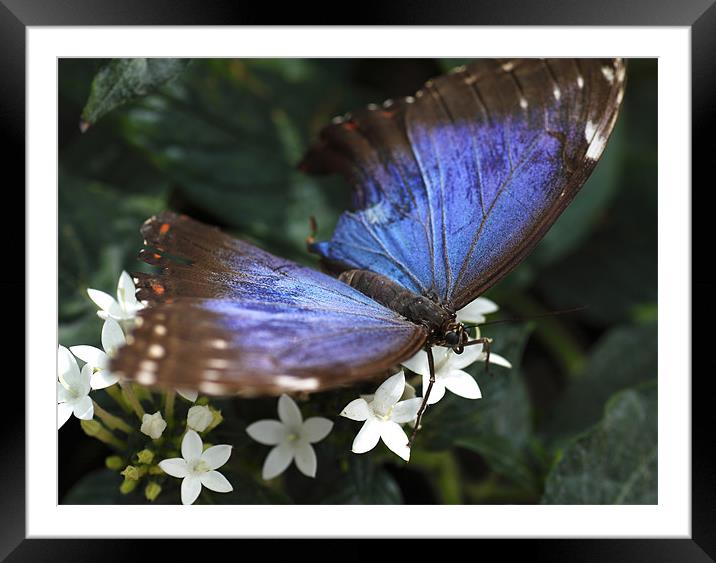butterfly Framed Mounted Print by milena boeva