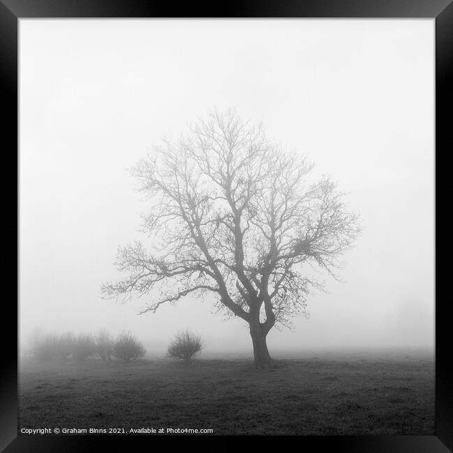 Towering – Wellands Lane Tree In Fog Framed Print by Graham Binns