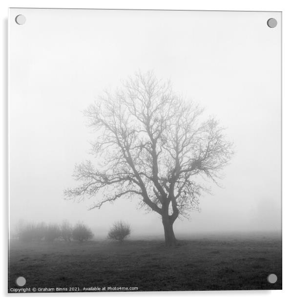 Towering – Wellands Lane Tree In Fog Acrylic by Graham Binns