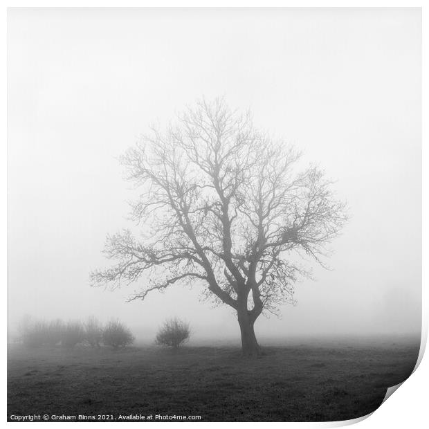 Towering – Wellands Lane Tree In Fog Print by Graham Binns