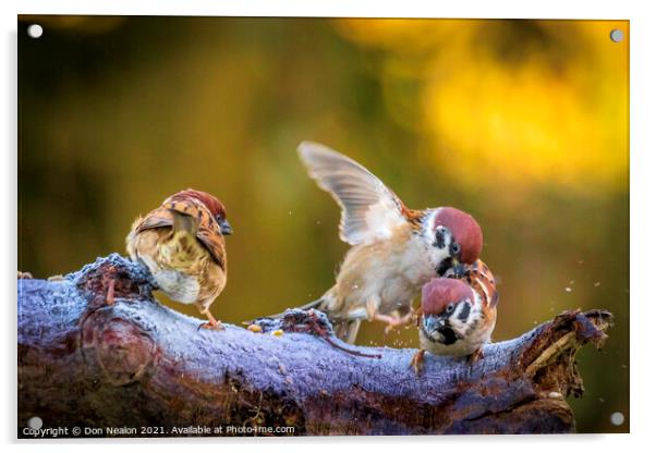 The Delightful Tree Sparrows Acrylic by Don Nealon