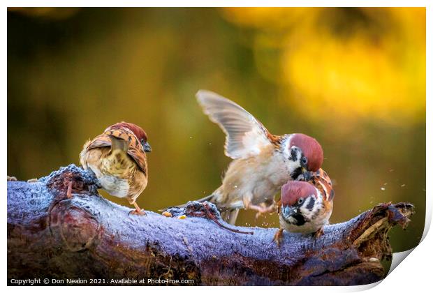 The Delightful Tree Sparrows Print by Don Nealon