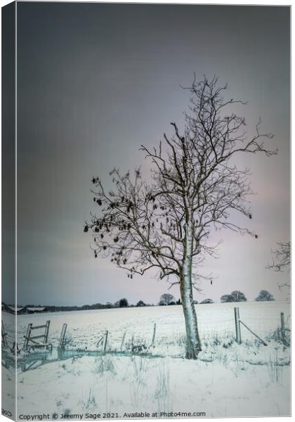 That lone winter tree Canvas Print by Jeremy Sage