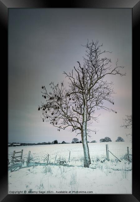 That lone winter tree Framed Print by Jeremy Sage