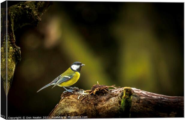 Majestic Great Tit on Perch Canvas Print by Don Nealon