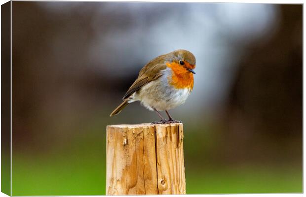 Robin on a Post Canvas Print by Roger Green