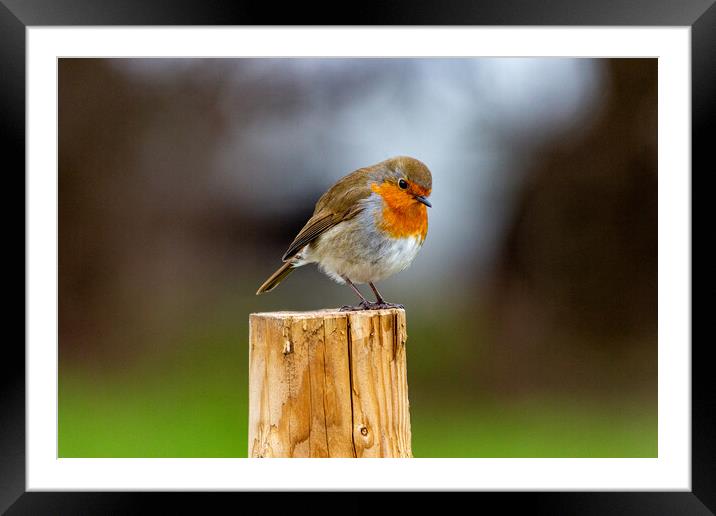 Robin on a Post Framed Mounted Print by Roger Green