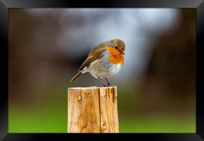 Robin on a Post Framed Print by Roger Green