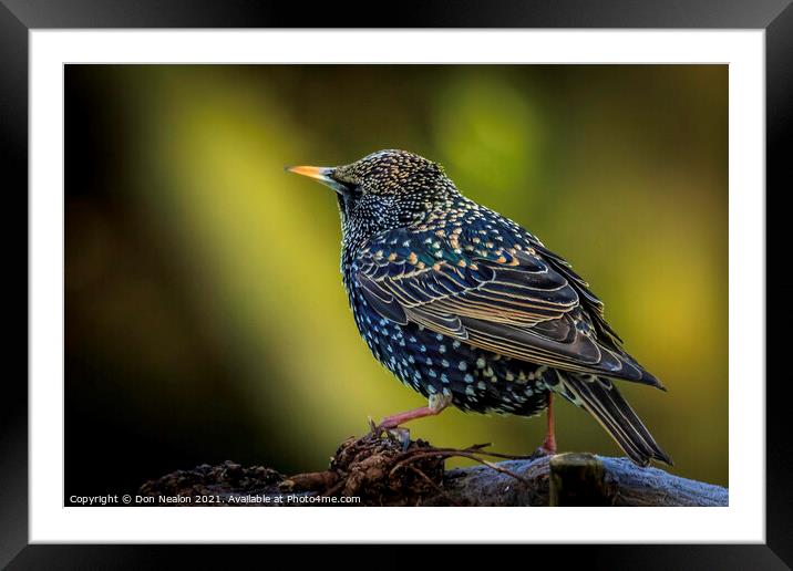 Majestic Starling on a Branch Framed Mounted Print by Don Nealon