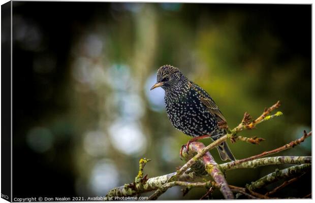 Starling perched on tree branch Canvas Print by Don Nealon