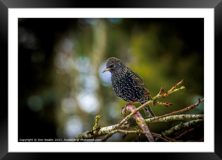 Starling perched on tree branch Framed Mounted Print by Don Nealon