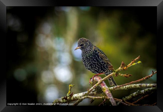 Starling perched on tree branch Framed Print by Don Nealon