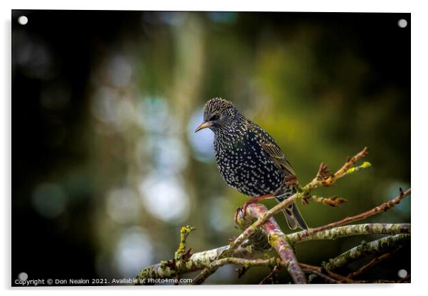 Starling perched on tree branch Acrylic by Don Nealon