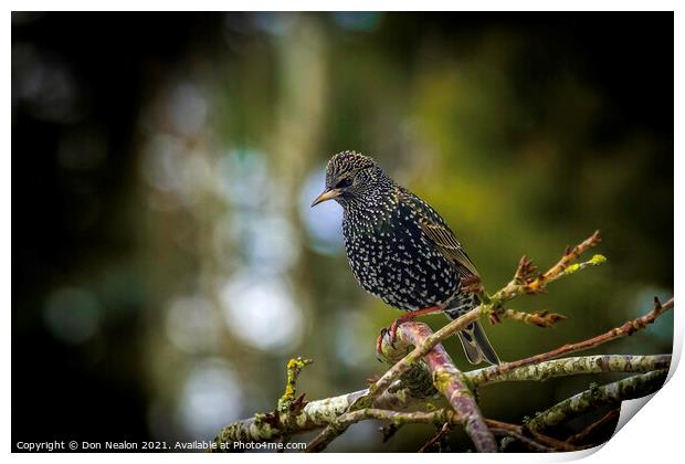 Starling perched on tree branch Print by Don Nealon