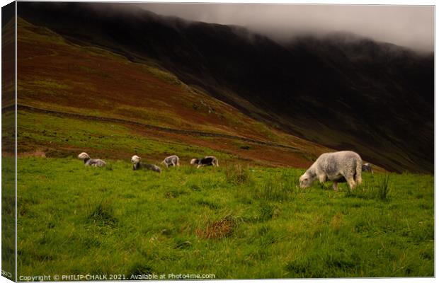 Herdwick sheep grazing next to Buttermere in the lake district 226 Canvas Print by PHILIP CHALK