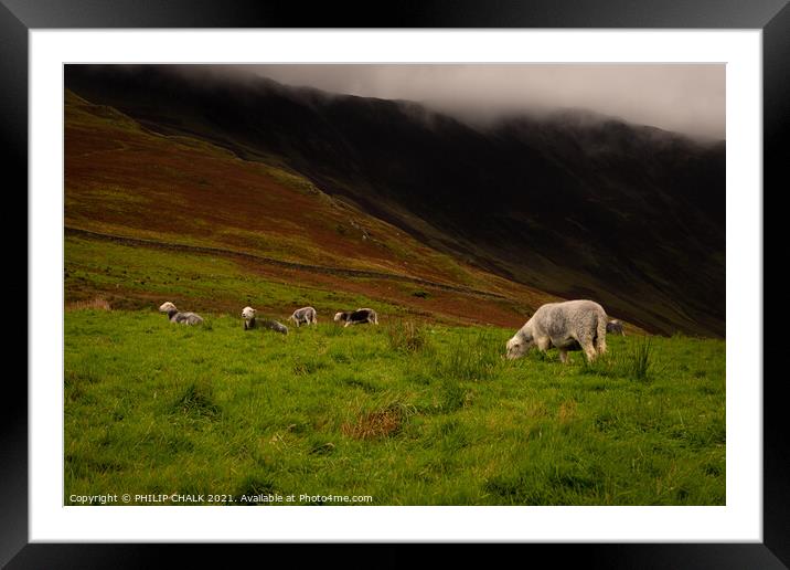 Herdwick sheep grazing next to Buttermere in the lake district 226 Framed Mounted Print by PHILIP CHALK