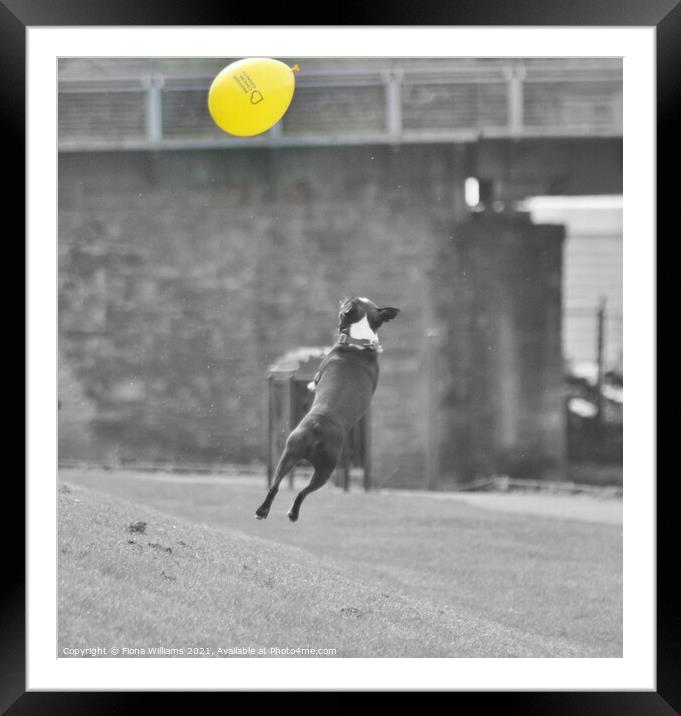 Frenchie Dog jumping for a balloon Framed Mounted Print by Fiona Williams