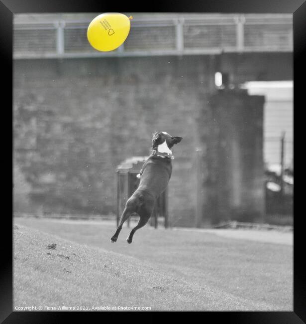 Frenchie Dog jumping for a balloon Framed Print by Fiona Williams