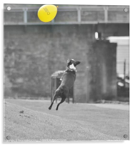 Frenchie Dog jumping for a balloon Acrylic by Fiona Williams