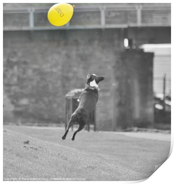 Frenchie Dog jumping for a balloon Print by Fiona Williams