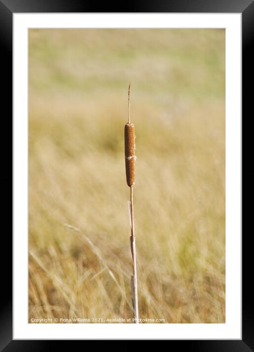 Lone Reed in the field Framed Mounted Print by Fiona Williams