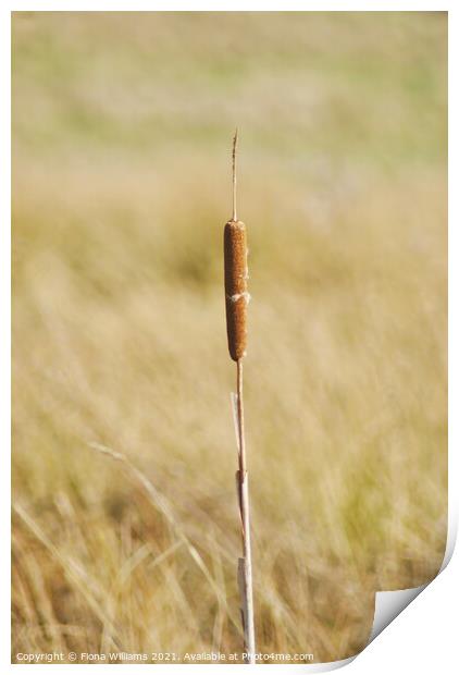 Lone Reed in the field Print by Fiona Williams