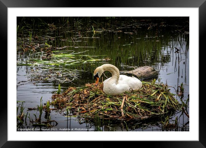 Serene Swan on Nest Framed Mounted Print by Don Nealon