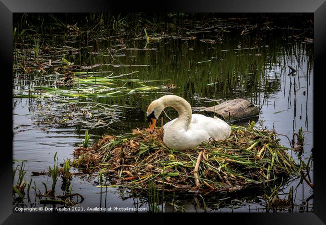 Serene Swan on Nest Framed Print by Don Nealon