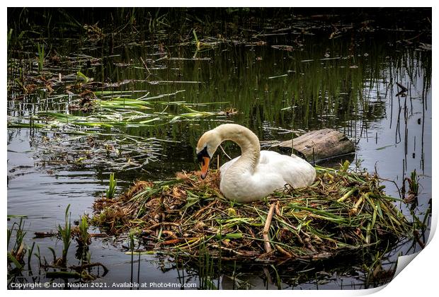 Serene Swan on Nest Print by Don Nealon