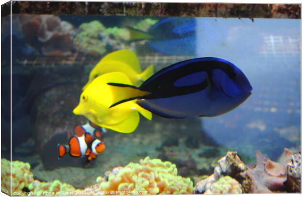 Real Life Finding Nemo Canvas Print by Fiona Williams