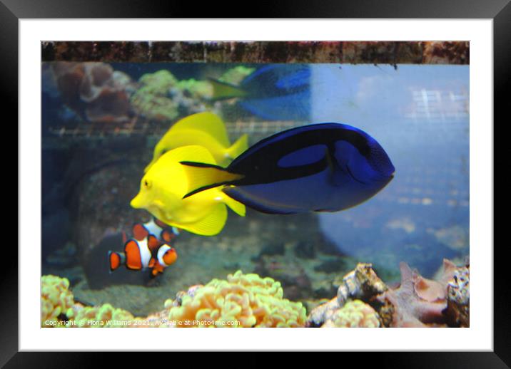 Real Life Finding Nemo Framed Mounted Print by Fiona Williams
