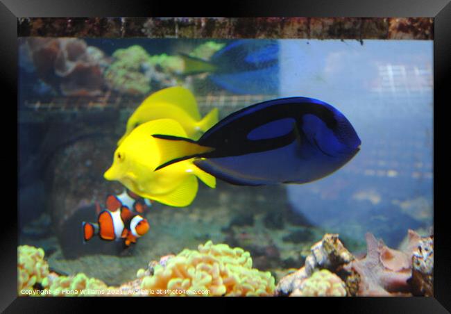 Real Life Finding Nemo Framed Print by Fiona Williams