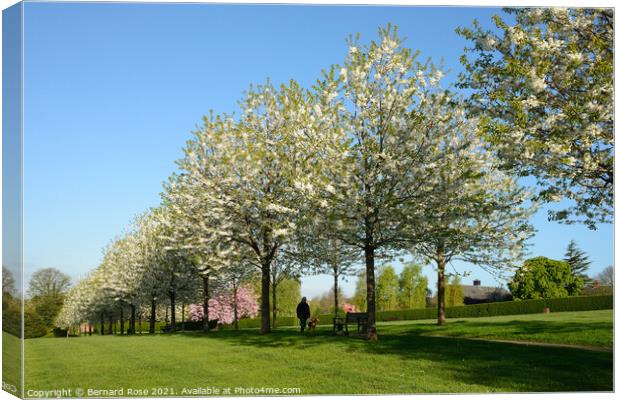 Cherry Trees in Blossom Canvas Print by Bernard Rose Photography