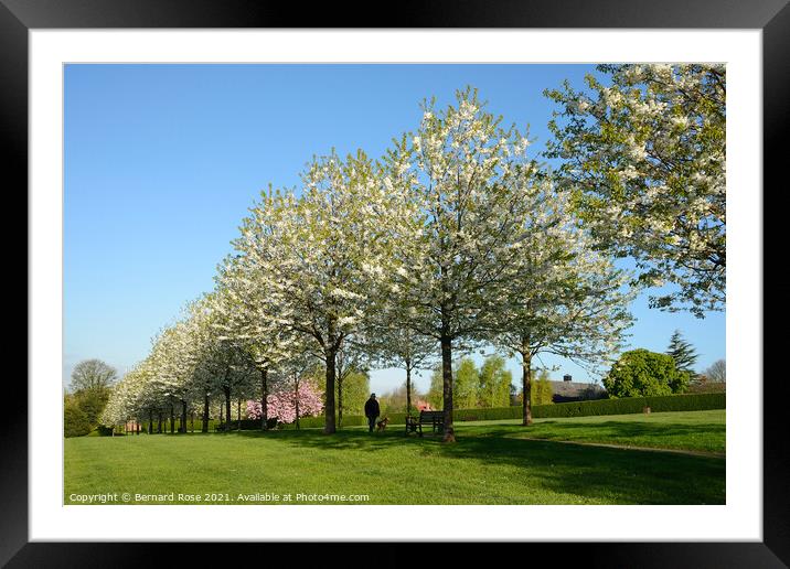 Cherry Trees in Blossom Framed Mounted Print by Bernard Rose Photography
