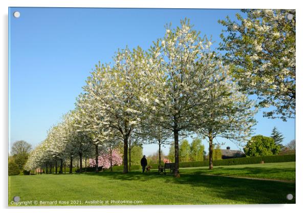 Cherry Trees in Blossom Acrylic by Bernard Rose Photography