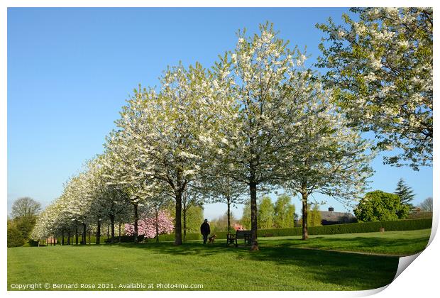 Cherry Trees in Blossom Print by Bernard Rose Photography