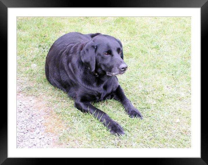Black Labrador on the grass Framed Mounted Print by Fiona Williams