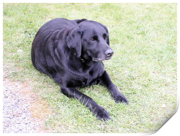 Black Labrador on the grass Print by Fiona Williams